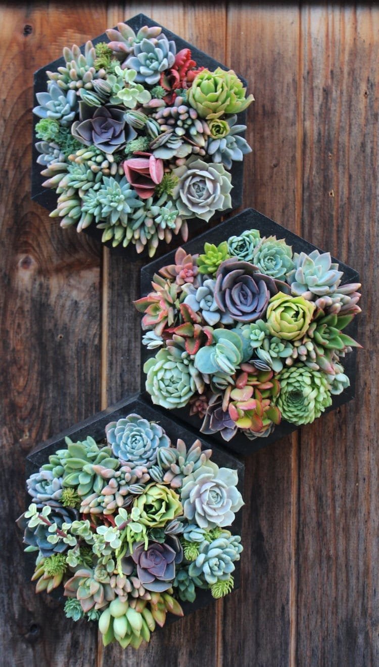 Hanging succulents creating a vertical garden