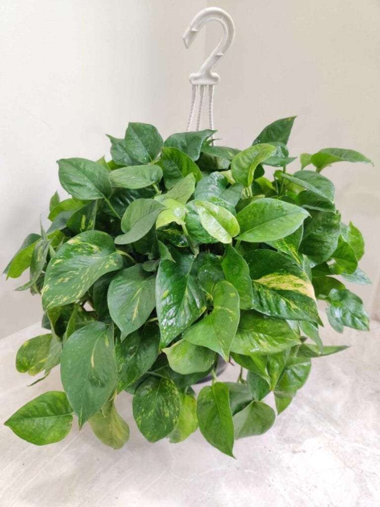 Money plant in a white pot