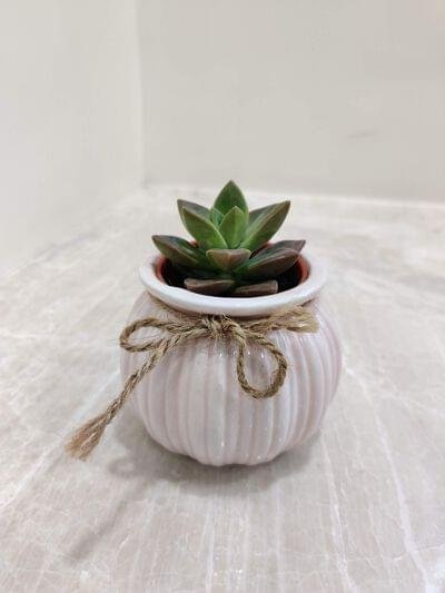 Small green succulent plant in a beautiful light pink ribbed ceramic pot with a rustic twine bow, perfect for a desk or shelf
