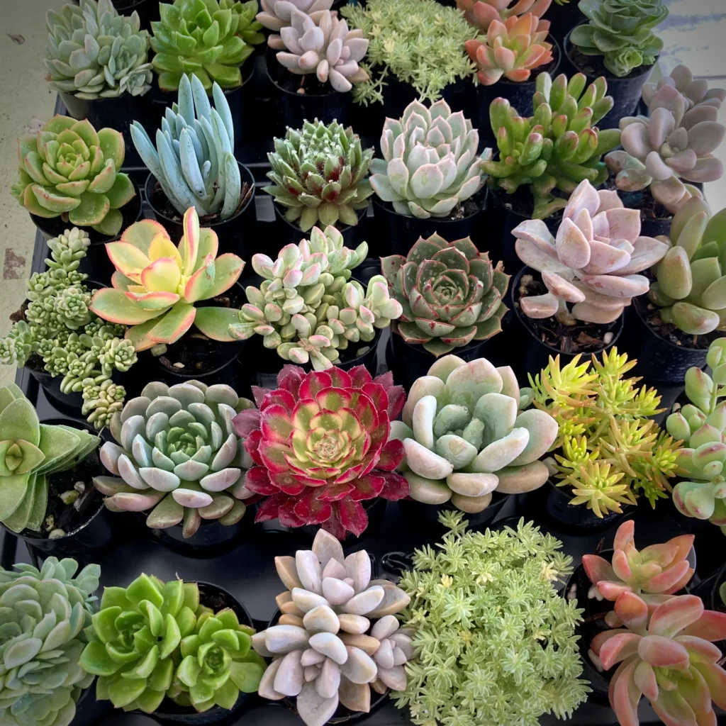 Healthy green succulent plant