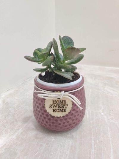 Succulent plant in a textured dusty rose ceramic pot with a "Home Sweet Home" tag, perfect for modern home decor