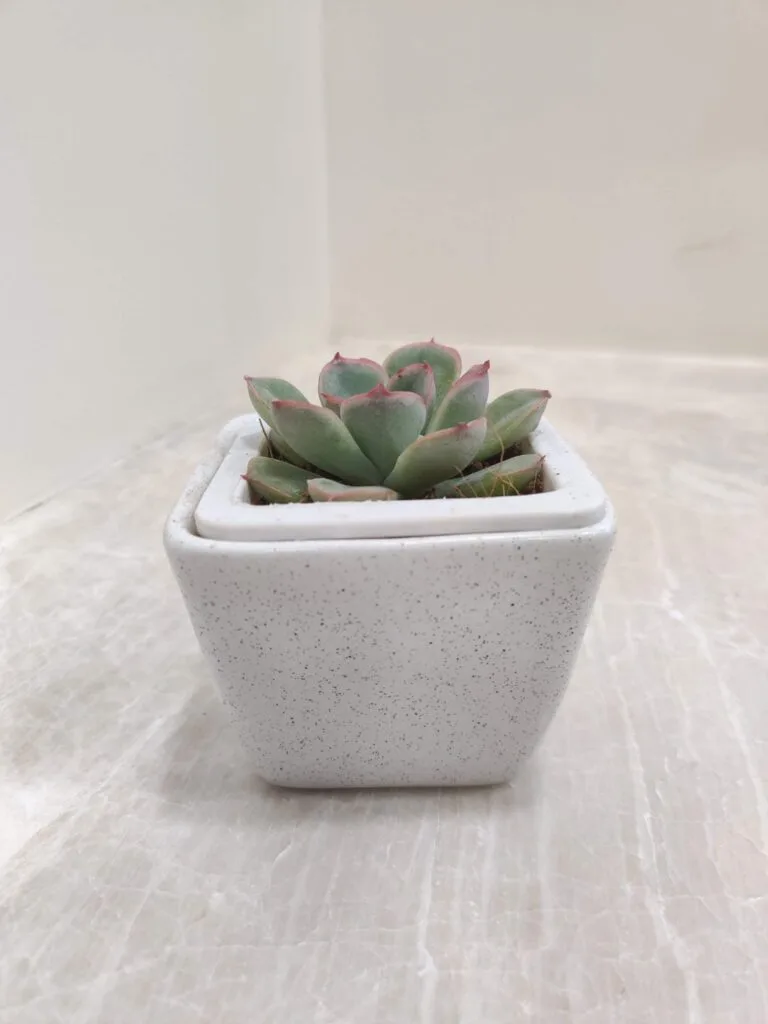 Echeveria succulent plant with reddish tips in a modern square white speckled ceramic pot