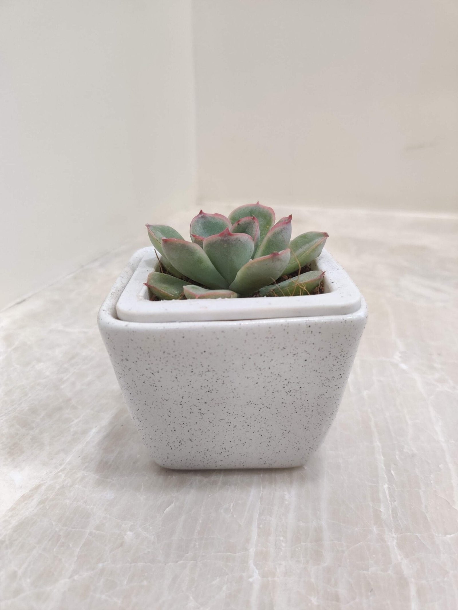 Succulent plant with reddish tips in a modern square white speckled ceramic pot
