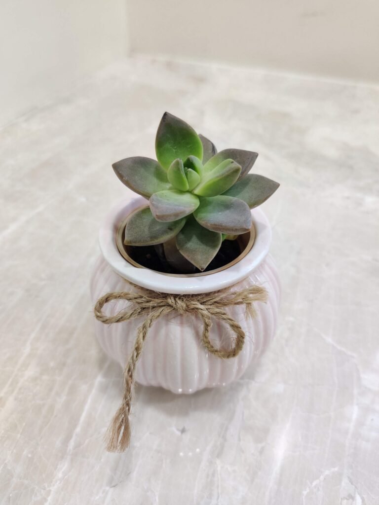 succulent plants indoor in decorative ceramic pot for home decor