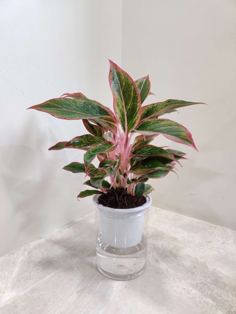 Aglaonema Lipstick water plant with vibrant pink-edged leaves in a self-watering pot, perfect for stylish indoor decor.
