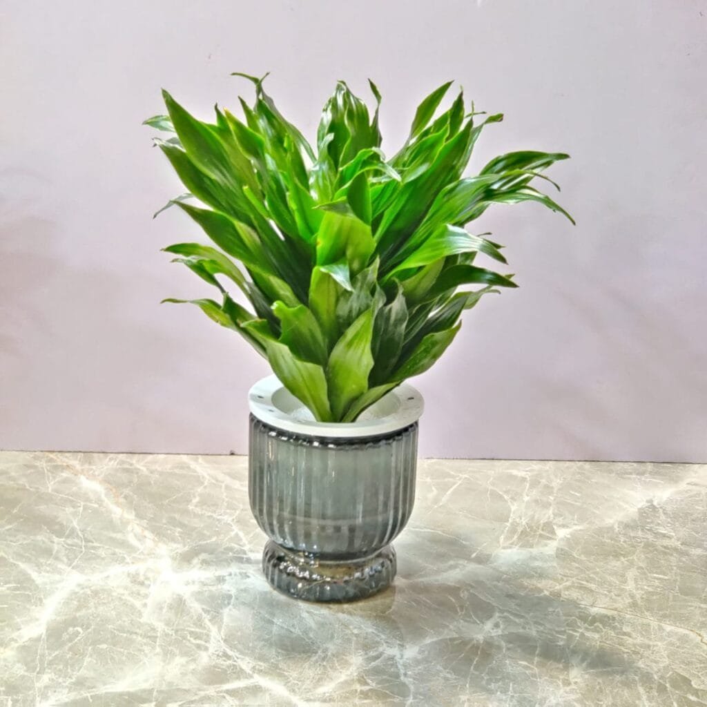 Dracaena watering plant in a stylish glass pot, perfect for indoor decor and air purification.