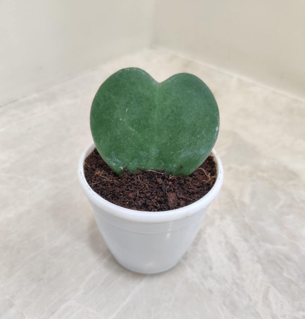 A single heart-shaped leaf of a Hoya Kerrii plant in a small pot