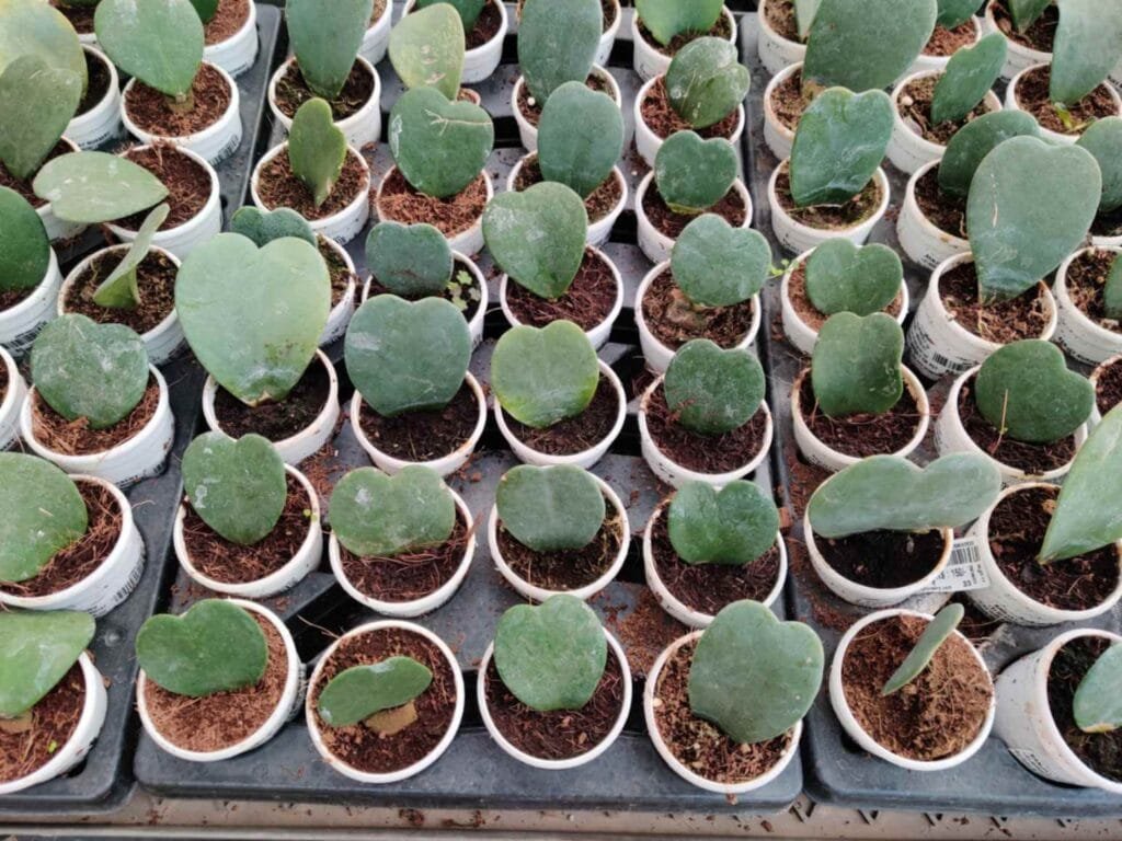 Heart-shaped leaves of Hoya Kerrii