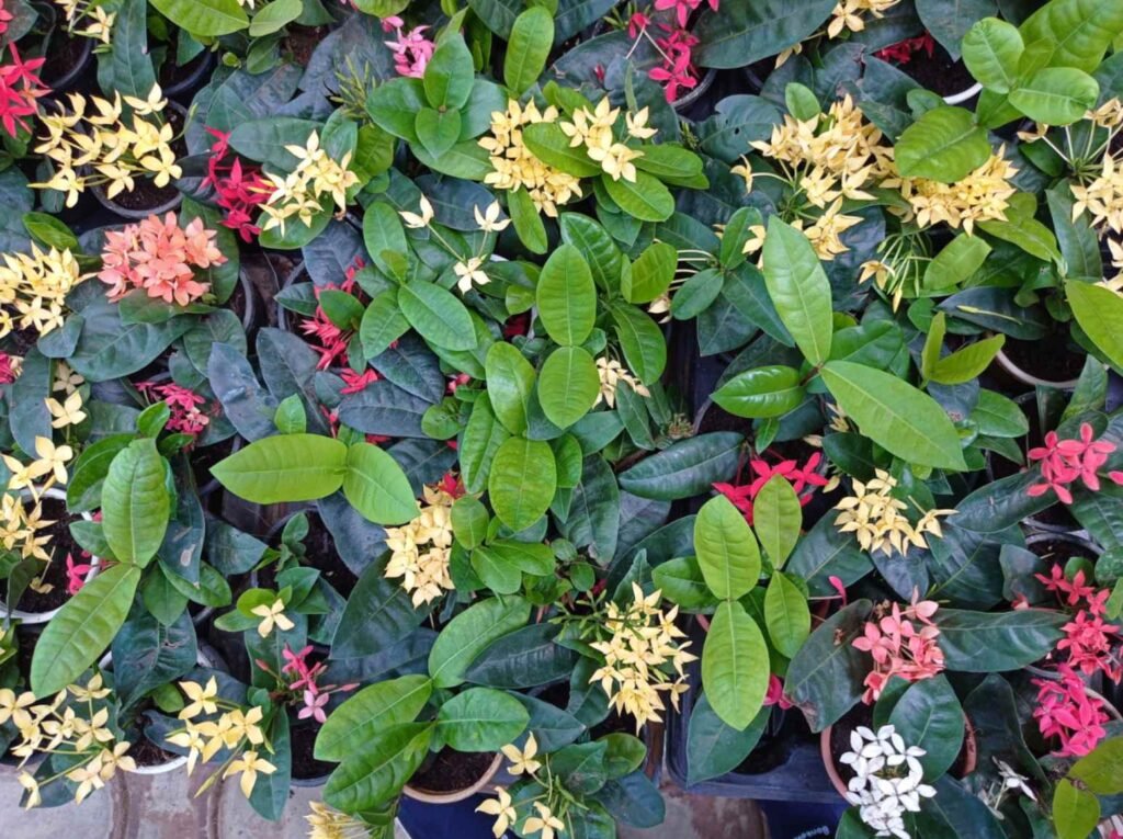A vibrant mix of red, yellow, and pink Ixora flowers blooming amidst lush green foliage