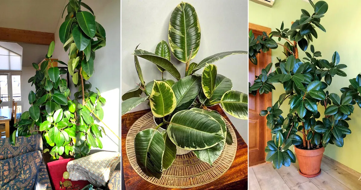 Rubber-Plant-Tree-Can-Liven-Up-Your-Home-Decor A rubber plant tree adding a touch of nature to home decor