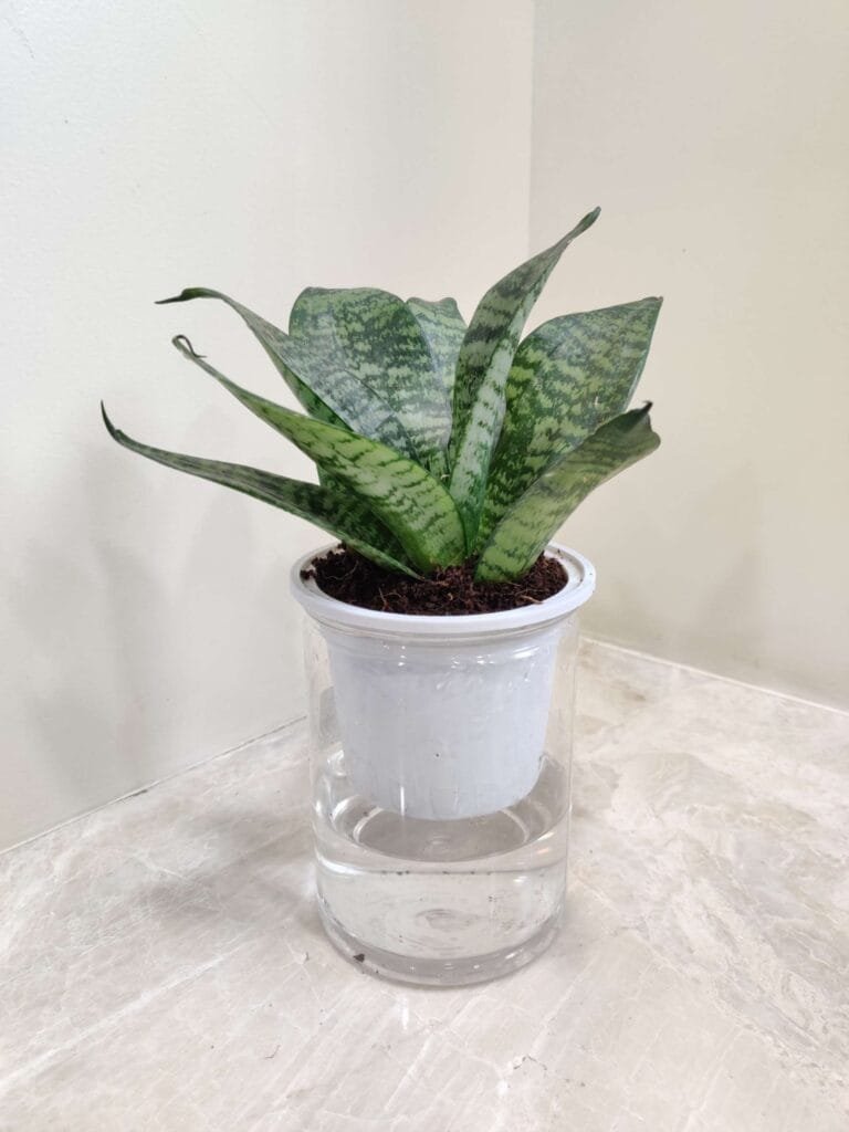 Sansevieria Green Dwarf water plant in a self-watering pot, ideal for low-maintenance indoor greenery.