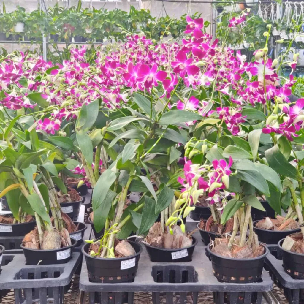 A collection of potted Dendrobium orchids