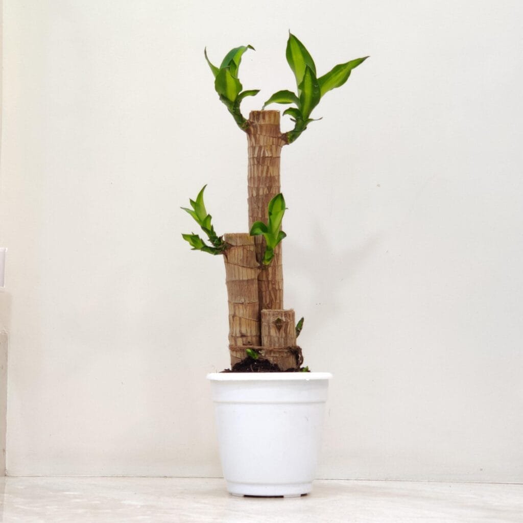Brazilian Lucky Wood indoor plant in white pot with fresh green shoots – Dracaena fragrans