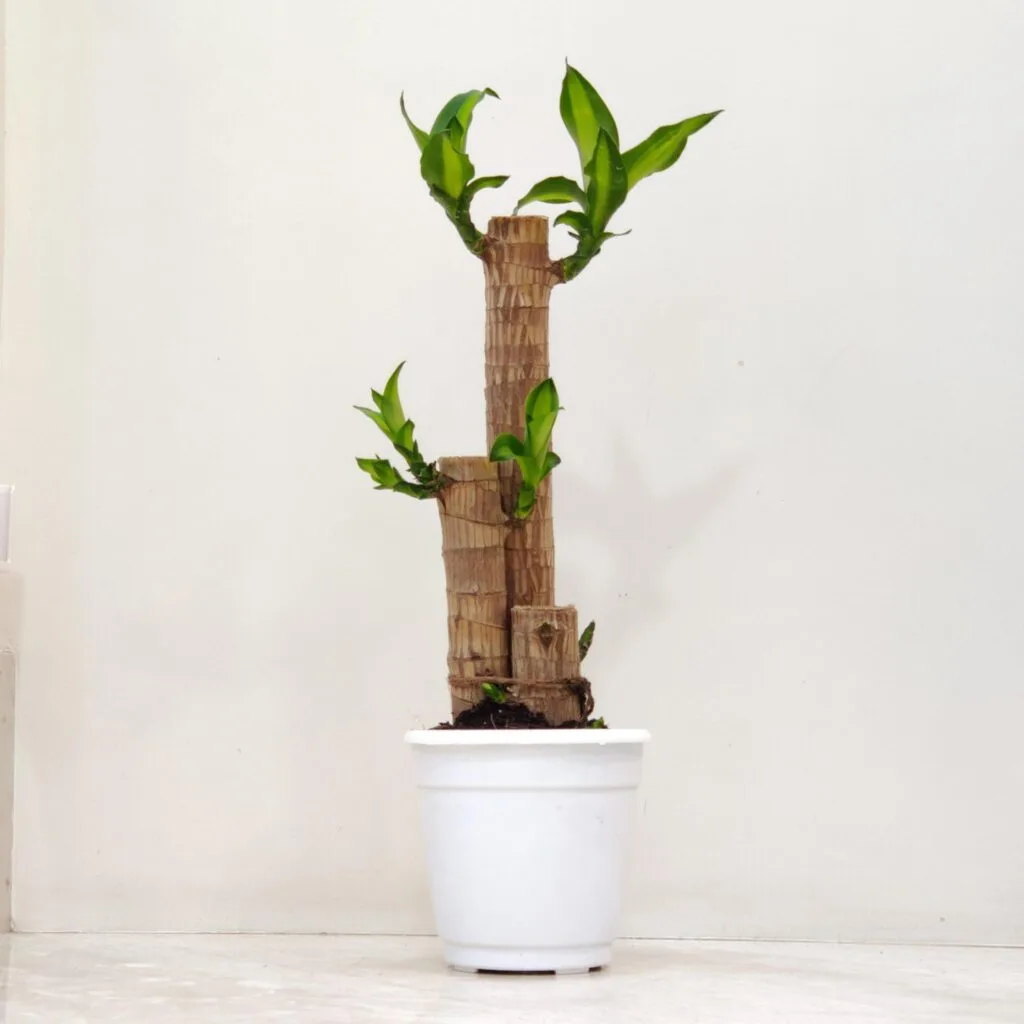 Brazilian Lucky Wood indoor plant in white pot with fresh green shoots – Dracaena fragrans