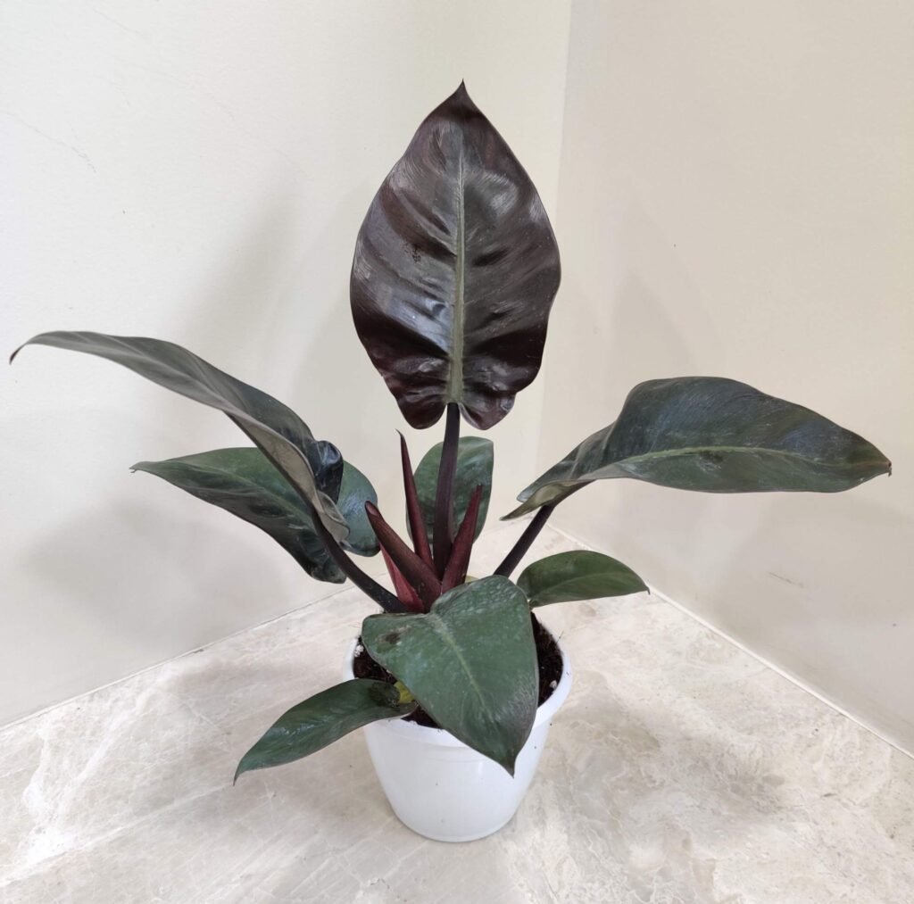 Philodendron Black Cardinal indoor plant with deep burgundy and black foliage in a white pot.