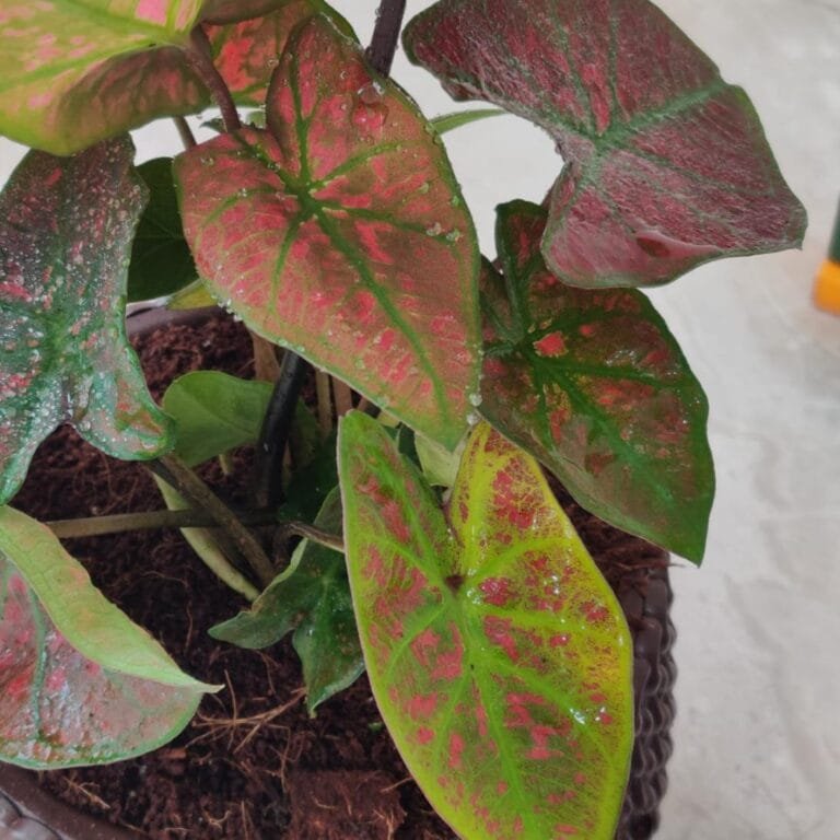 A beautiful variety of Caladium, the Green Spider, known for its striking foliage