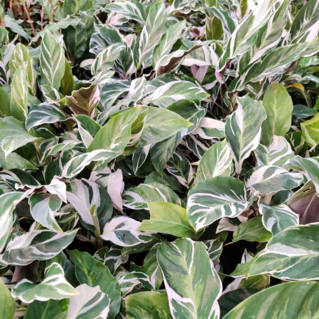 Close-up of multiple Calathea White Fusion plants with green, white, and purple variegated leaves