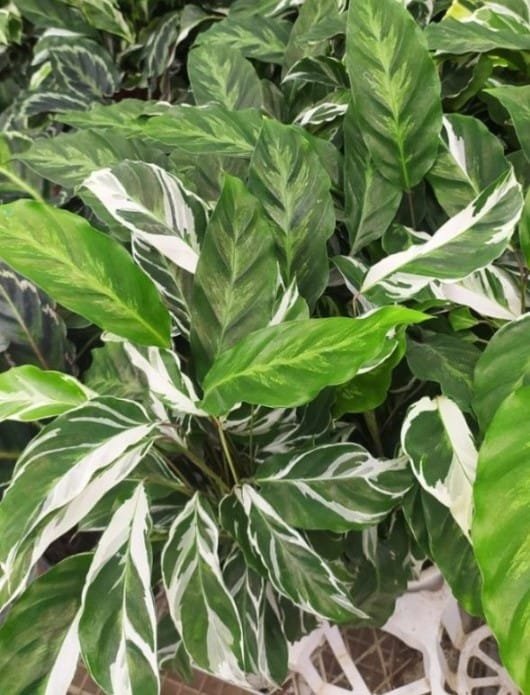 Lush Calathea White Fusion plant with green and white variegated leaves – tropical indoor prayer plant