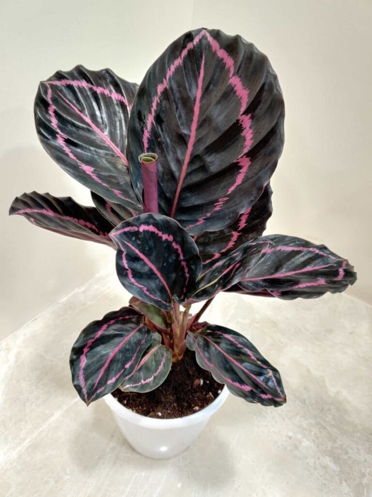 A Calathea Dottie plant with large, dark green leaves with prominent pink veins