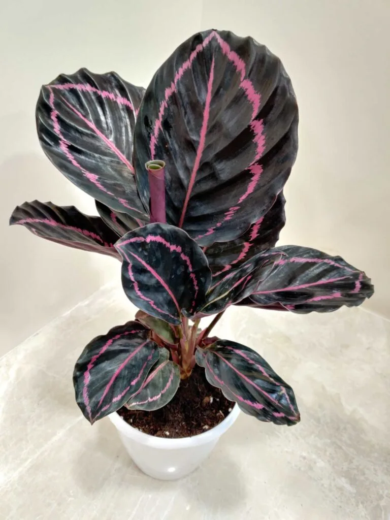 A Calathea Dottie plant with large, dark green leaves with prominent pink veins