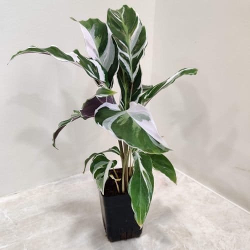 calathea_white_fusion calathea_white_fusion