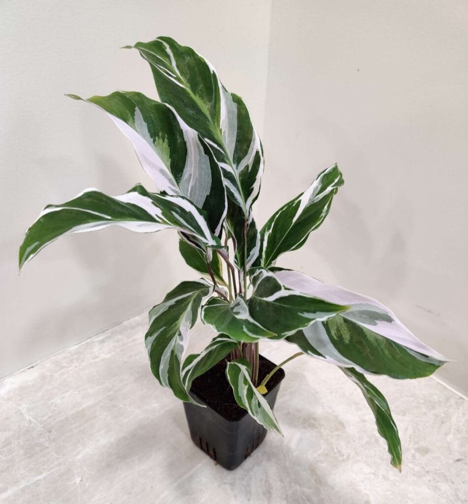 A close-up of a Calathea White Fusion plant with its striking white and green foliage