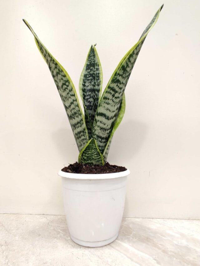 Snake Plant Magic: Air Purifier, Mood Booster & Decor Hero!