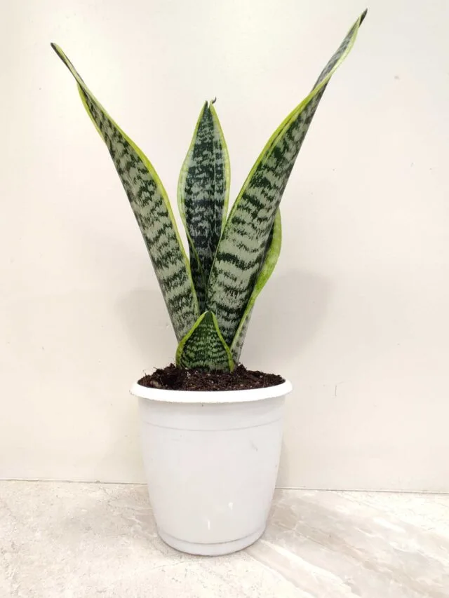 Snake Plant Magic: Air Purifier, Mood Booster & Decor Hero!