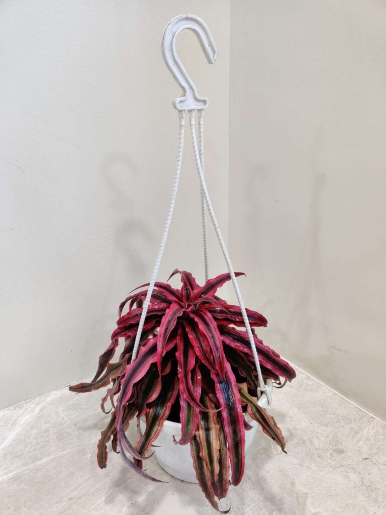 Cryptanthus Earth Star bromeliad with striking red and pink striped foliage in a white hanging pot.