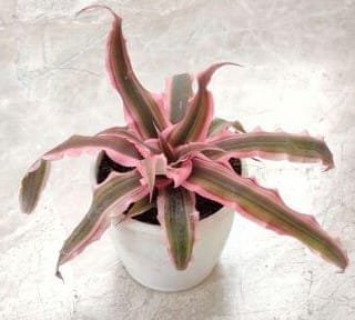 Cryptanthus Pink Star Earth Star bromeliad with green and pink striped foliage in a white pot, perfect as an indoor decorative plant.
