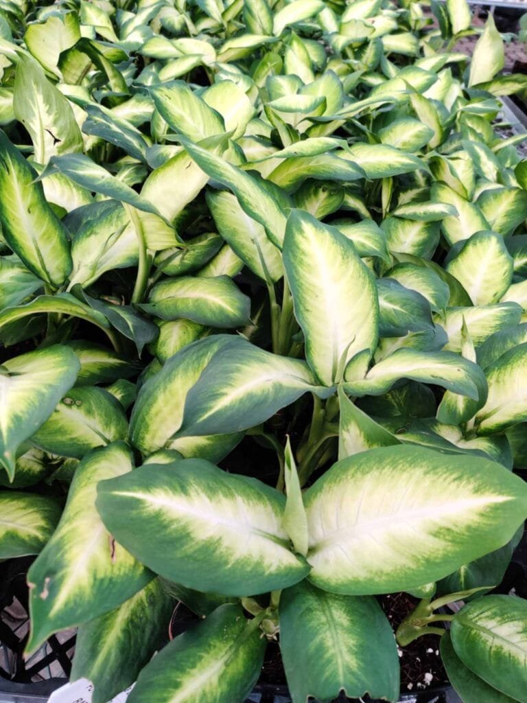 Dieffenbachia indoor plant with green and white foliage