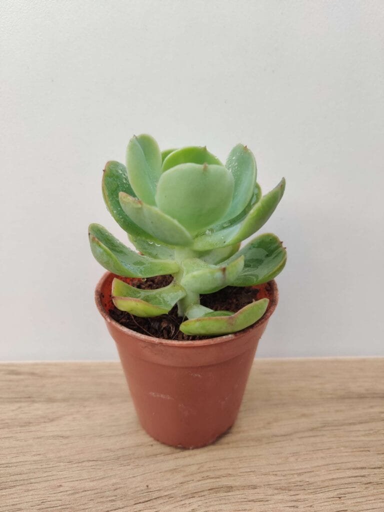 Echeveria Green Spoon succulent plant in small brown pot on wooden surface