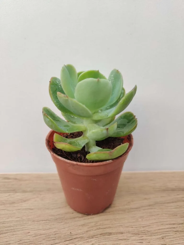 Echeveria Green Spoon succulent plant in small brown pot on wooden surface