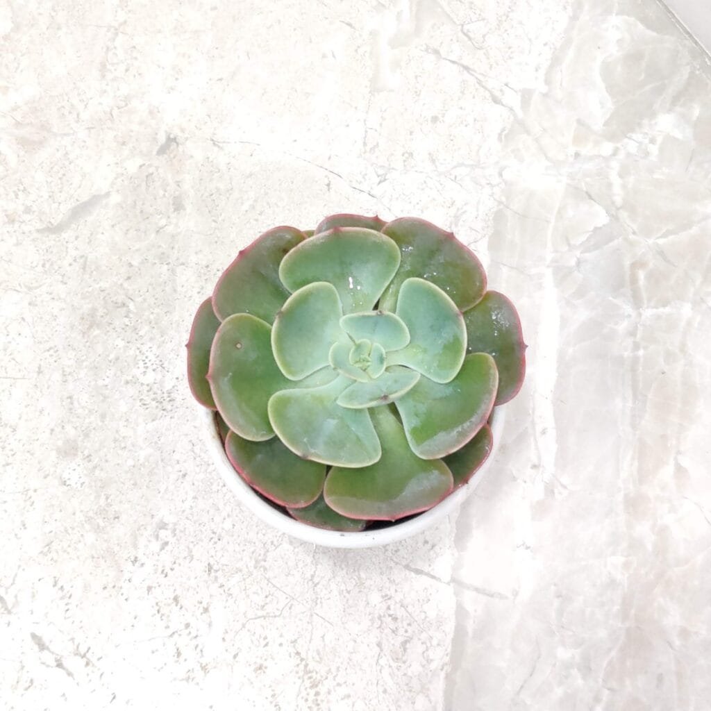 Top view of Echeveria succulent with pink-edged green leaves in a white pot on marble surface
