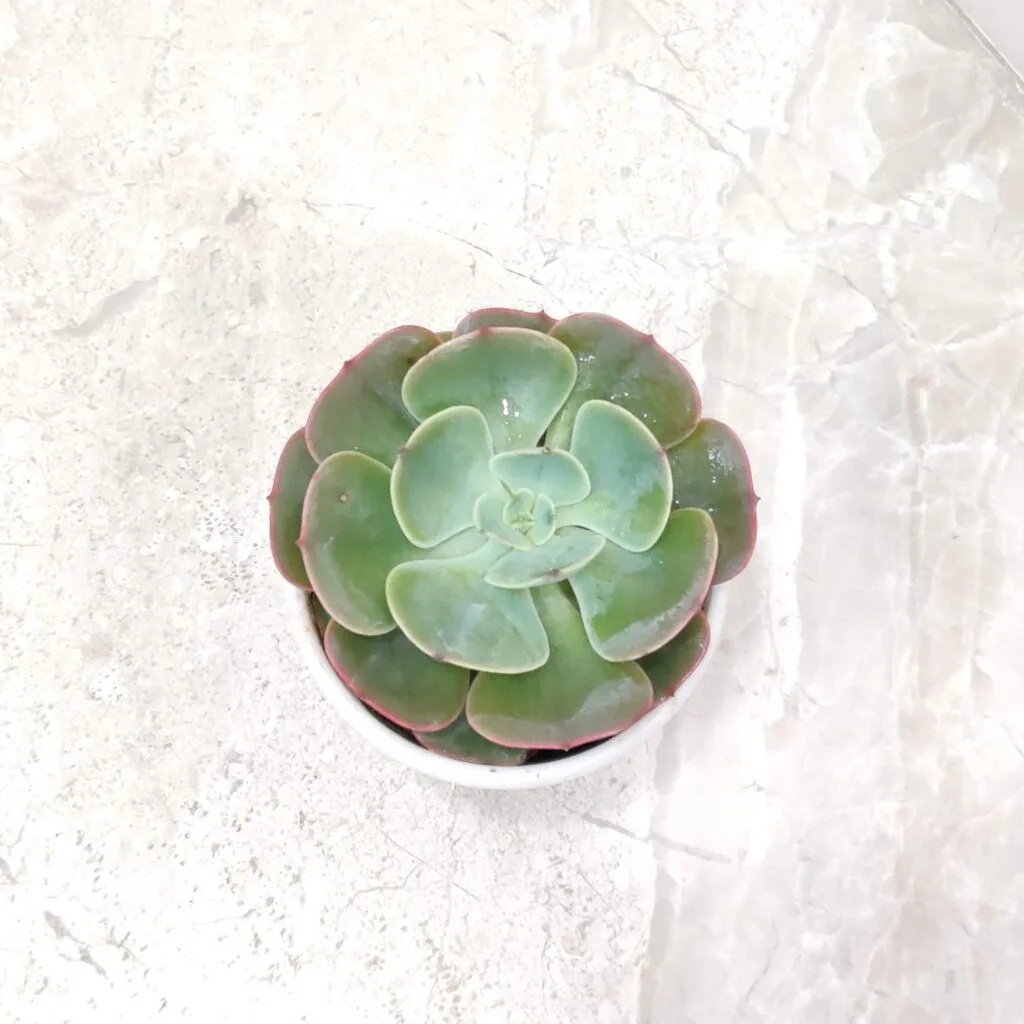 Top view of Echeveria succulent with pink-edged green leaves in a white pot on marble surface