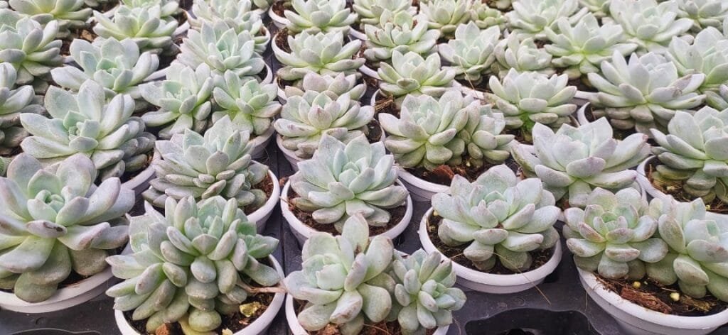 A variety of Echeveria succulents with different leaf shapes and textures