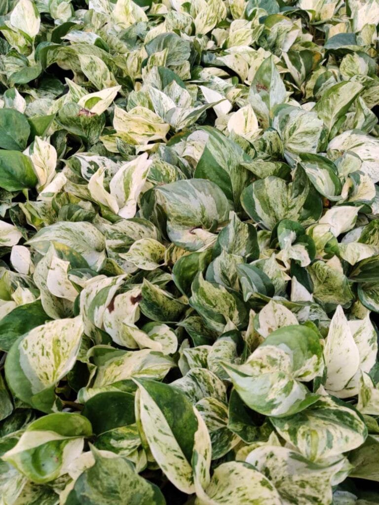 Marble Queen Pothos with white and green variegated leaves