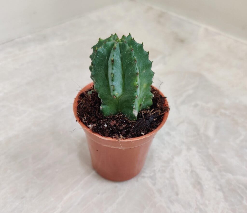 Euphorbia Anopolia succulent in small brown pot, green with distinct ridges, suitable for drought-tolerant garden and indoor plant enthusiasts.