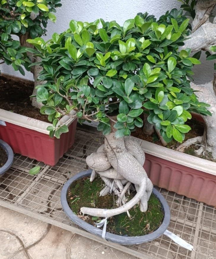A Ficus bonsai plant with prominent, interwoven aerial roots