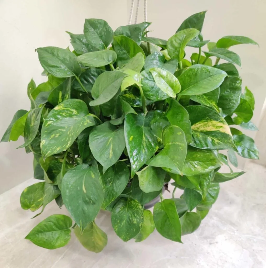 Green money plant hanging