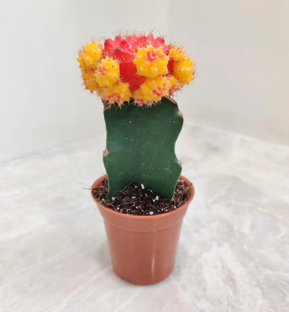 Grafted Moon Cactus (Gymnocalycium mihanovichii) with orange and yellow coloration in a brown pot