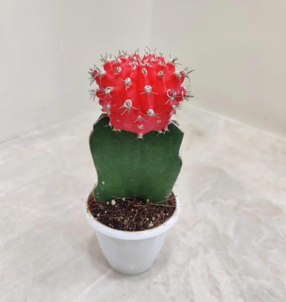 Red Moon Cactus (Gymnocalycium mihanovichii) in a white pot