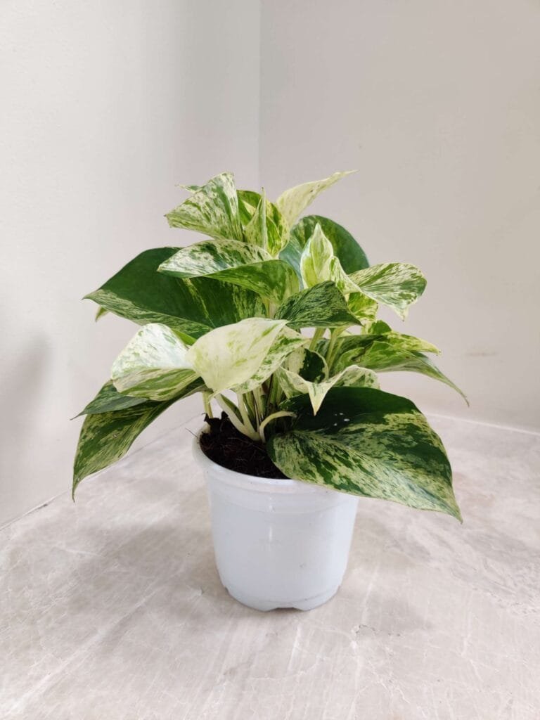 Marble Queen Pothos plant showing cream and green variegation