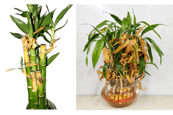 An unhealthy Lucky Bamboo plant with yellowing leaves and brown spots on the stems