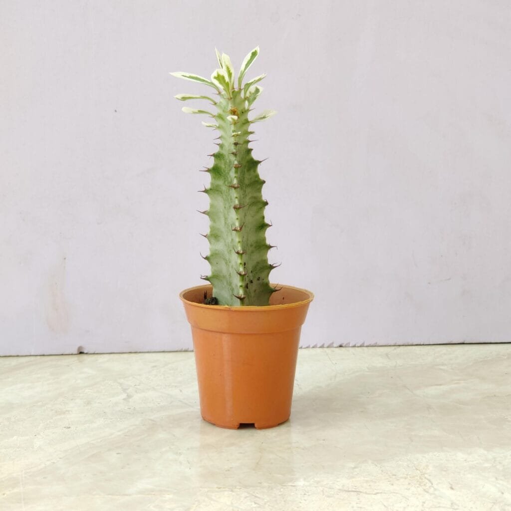 Euphorbia cactus plant in a brown pot for indoor decor