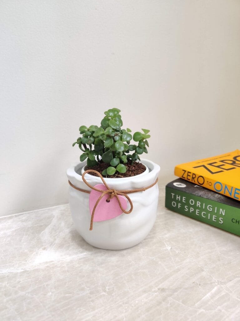A small Jade Plant in a white ceramic pot with a pink heart decoration