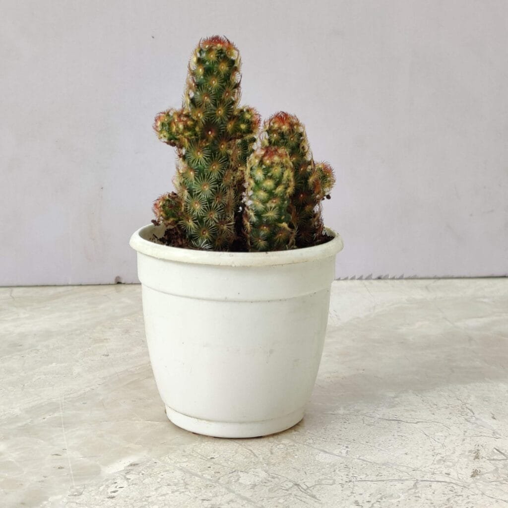 Lady Finger Cactus (Mammillaria elongata) in white pot, showing healthy growth and red tips, ideal for indoor plant care guides