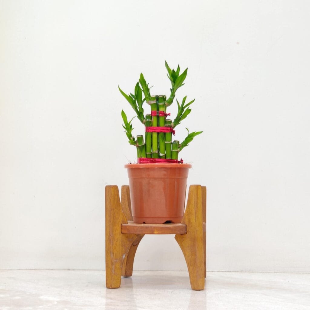 Lucky Bamboo plant in brown plastic pot on wooden stand for good luck and indoor home decoration