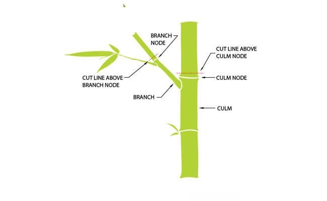 A guide showing where to cut Lucky Bamboo stems for successful propagation
