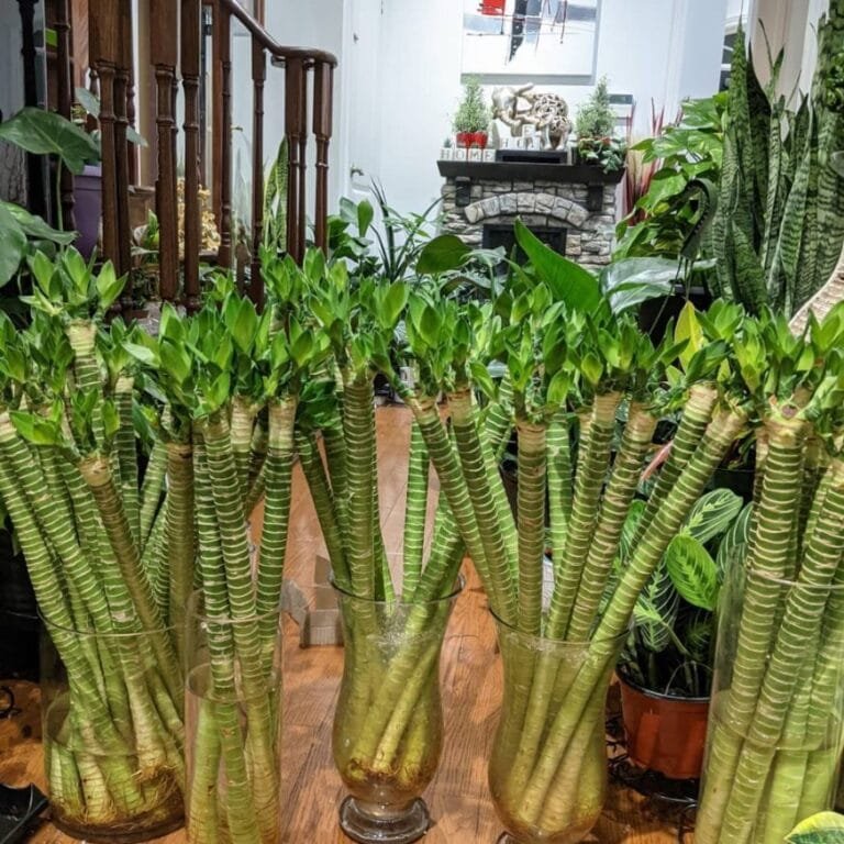 A display of Lucky Bamboo (Dracaena sanderiana) plants in glass vases